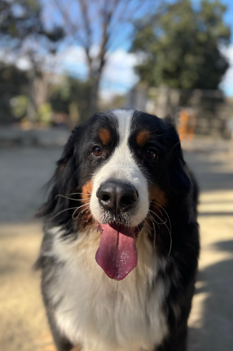 和田まあやの愛犬 シュガーくん